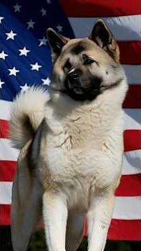 How American Akitas Became Bear-Hunting Legends #dogshorts #doghistory