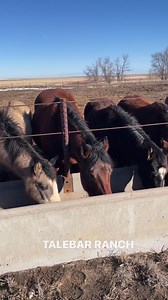 It’s nice to have fence line feeding and pens hooked up for fall grazing or pasture grazing. Everyone has a place to eat at the table. No fighting, no chaos!❤️ Green grass, sunshine, and lots of “Shedding” coming soon to the TALEBAR RANCH. #aqhaproud #aqha #palomino #buckskin #dun #black #gray #sorrel #bay #horseriding #thinkspring #ranchlife #foals #mares #ranching | Talebar LLC