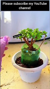 yardscapeplants #bonsai #heronsbonsai #bonsaitihon #garden