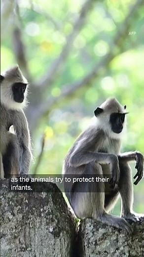 Stalled bill aims to curb brutal underground market for primate pets