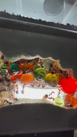 96K views · 2.6K reactions | My Most Colorful Ant Colony #ants #insects #bugs #HoneyPot #science | Jeremiah Gonzalez | Facebook