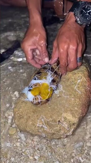 Amazing Sea Cucumber Found Underwater! 😱