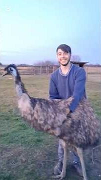 How to catch an EMU Bird #emu #australian #bird #vet #tips #useful #TheVetFarmer