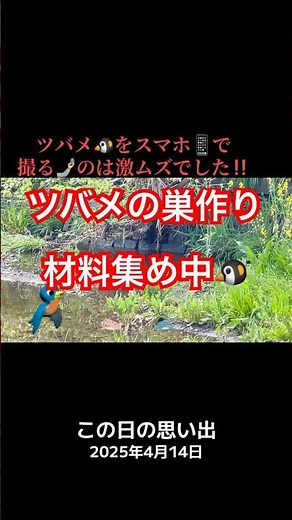 【ツバメ】春先 ツバメの巣作り 材料調達シーン 動きが素早く スマホで撮るのは激ムズでした！ #散策散歩 ​#ツバメ #つばめ #野鳥動画 #渡り鳥 #春の風景 #春の訪れ #春の野鳥 #巣作り