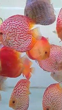 #discusfish #discusfarm #discuslovers #discus #ikandiscus #ikandiscusjumbo #shortvideo #subscribe
