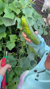 Gulay harvest nang inyong filipina mom dito sa germany. | Pearly Alms