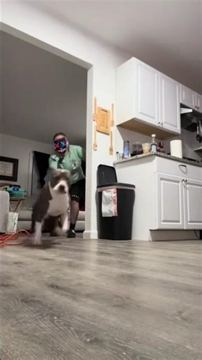 People Scare Dogs 😂🐶 #shorts