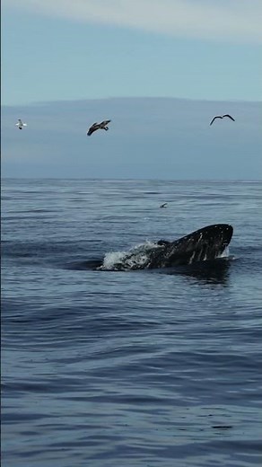 Humpback whales feeding on Krill