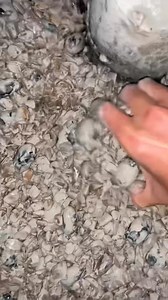 3.3M views · 54K reactions | Rose Crystal Cup, welcome to customize. #crystals #crystaladdict #crystallove #crystal #crystalshop #jewlry #halloween #crystallover #crystalhealing #crystalvibes #crystalmagic | Ann Crystal | Facebook