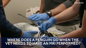 25K views · 159 reactions | Where does a penguin go when the vet needs to have an MRI performed? You might be surprised at the answer: Iowa Radiology. Blank Park Zoo staff have been treating ‘Chiquita,’ a two-year-old, female magellanic penguin for a chronic limp. The MRI was performed to help determine the cause of the limp. Follow Chiquita’s progress on the Blank Park Zoo Facebook page. | KCCI | Facebook