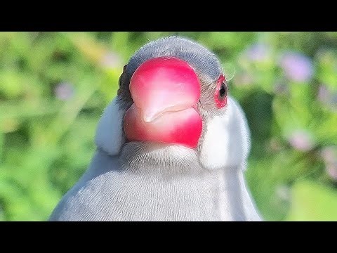 I fall in love with my little Java sparrows and it's singing. It's very lovely. Java sparrows sound.