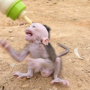 What happen baby monkey screamed and refused to drink milk, trying to kick the milk bottle away, causing its owner to react angrily. | Family BiBi