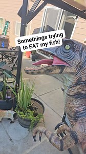 30K views · 118 reactions | What animal got into the pond last night? All the fish seem ok.... #fish #nature #predator | Aquapros | Facebook