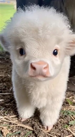 We Got a Baby Cow! 🐮😍 | AI‑Generated Short