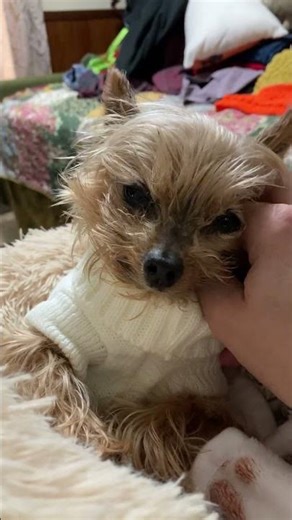Cute Murphy the teacup Yorkie getting head rubbins #cutedog #teacupyorkie #dogmassage Sweet