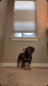 I think I did it better than mom 😂😂 | Kash.d.frenchie