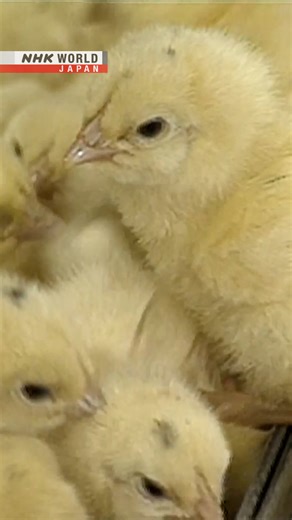 AI determines gender before hatching | NHK WORLD-JAPAN