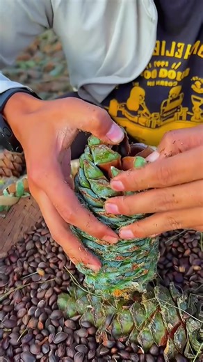 Exploring Pine Cones: Opening and Examining Seeds