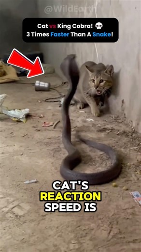 🐱 Why Cats React Faster Than You Can See ⚡
