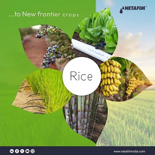 🌱 From Sugarcane to Blueberries | Smart Irrigation Solutions by Netafim 💧🚜