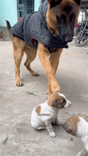 Kaam kya karte ho? #zorro28gsd #germanshepherd #shorts