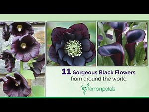 Gorgeous Black Flowers | Ferns N Petals