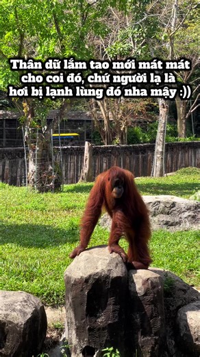 để ngắm nhìn em Đười Ươi dễ thương này cùng mình trải nghiệm Tour Nhốt Người Thả Thú tại Vinpearl Safari Phú Quốc#tournhotnguoithathu #GreenCreator #dulich #vinwonders