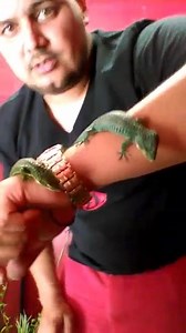 1.5K views · 58 reactions | Quick video of my new Mexican alligator lizards  | Geckos on Fire | Facebook