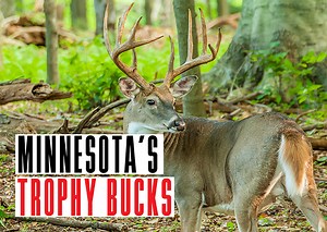 Minnesota Trophy Bucks - Game & Fish