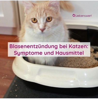 Blasenentzündung bei Katzen: Symptome und Hausmittel | Liebenswert