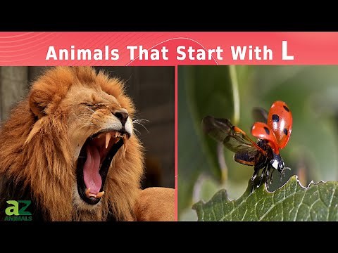 Animals That Start With The Letter L: Listed with Facts