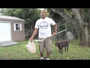 How to Clean Up Dog Poop