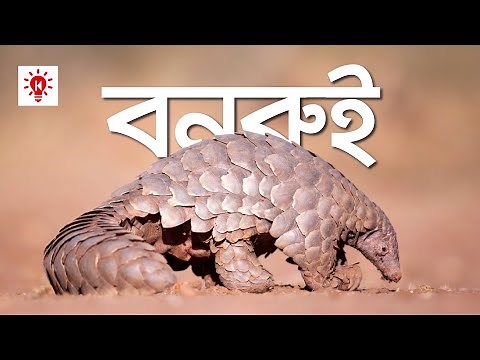 বনরুই | কি কেন কিভাবে | Pangolin | Ki Keno Kivabe