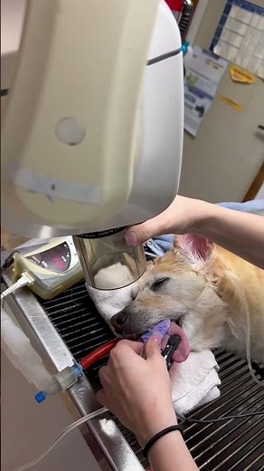 Skill 80: Perform Dental Radiograph Techniques