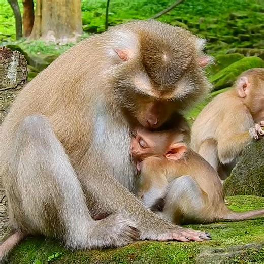 2.9K views · 101 reactions | Playtime in the Jungle! 婢 The whole monkey family is having a wild day full of laughter and fun  #BabyMonkeyFun #JungleAdventure #CuteAnimals #ViralReel | Monkey Royce | Facebook