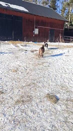 Praktikanten uförde kvalitetskontroll av foder. Det var ok. 😆 Cirkus (e. Grim u. Juni) | Perlinas Nubiska getter