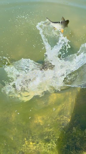 Monster sends golden shiner airborne #bigfish #fishing | Dustin Wilks