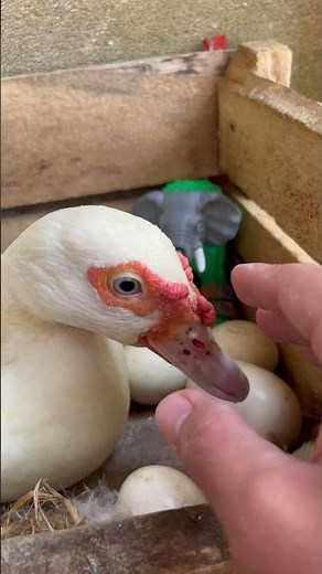 OMG!😱 Angry Duck Bites Me👉😖😡When I Grabbed My Lirili Larila Brainrot🐘🌵#duck #funny #shorts