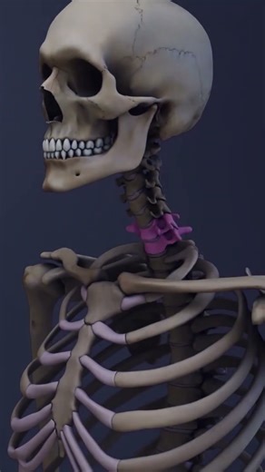 How does the C6-C7 spinal segment support neck movement and flexibility?