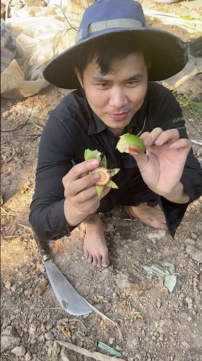 How to use the fruit of the Terminalia catappa tree to attract fish #fishing