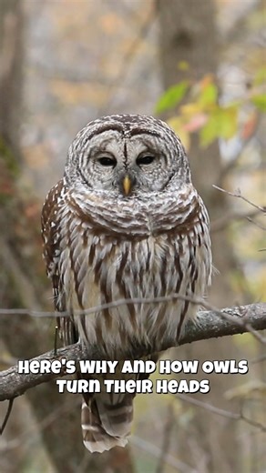Here's Why and How Owls Turn Their Heads Almost Completely Around 🧐🦉