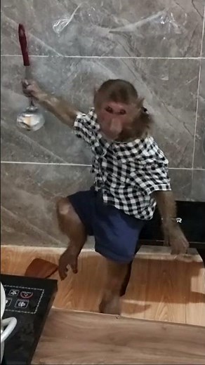 Monkey abu cooking (part 5)