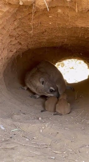 Rear Intrusion in a Mud Den with Nursing Hyrax