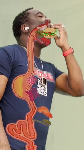 Understanding the Digestive System Through a Comprehensive Diagram