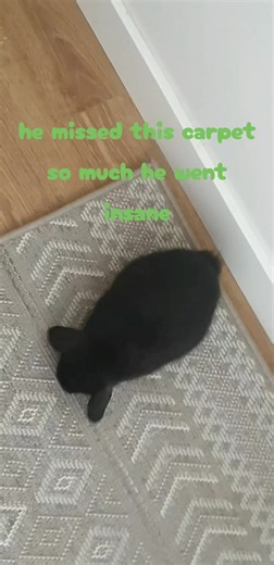 happy binky/zoomies #cute #adorable #bunniesoftiktok #fyp #binkies