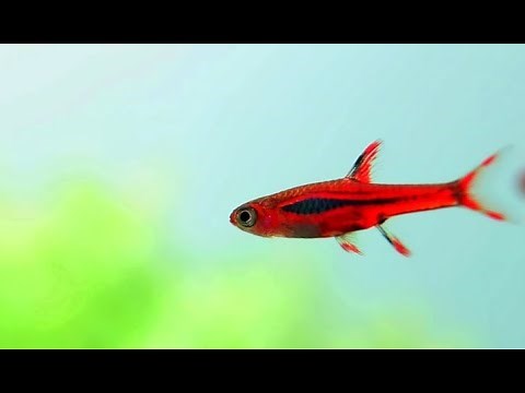 Chili Rasboras - Boraras Brigittae - Nature Aquarium