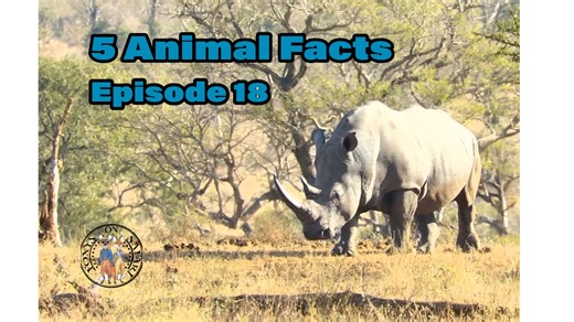 1.2K views · 54 reactions | 5 Animal Facts - Episode 18 1. Cheetah...