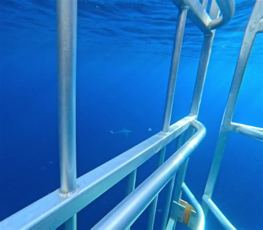 Megalodon vs Blue Whale: Understanding Ocean Giants