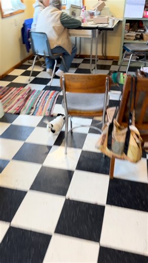 If you don’t believe in genetics, explain why this 7 week old mini border collie already knows to herd a 7 week old baby goat ❤️🐐#garnseysferalacres #onelifeatatime #rescuelife #adoptdontshop❤️ | Jeff Garnsey