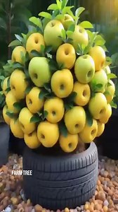 Wow! Double your Pear Tree harvest with these new planting methods #shorts #satisfying #pears #gardening #bhfyp #nutrition #fruitlover #fruits #fitness #fruitgarden #shortsfeed #instagram #tree #fruittree #fruittrees #grafting #reelsvideo #shortsreels #shortsviral #garden #shortsvideo #satisfying #fruit #shots #reelsfb #fruitsalad #freshfruit #agriculture #trees | Farm Tree | Facebook